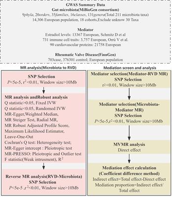 Exploring gut microbiota’s role in rheumatic valve disease: insights from a Mendelian randomization study and mediation analysis